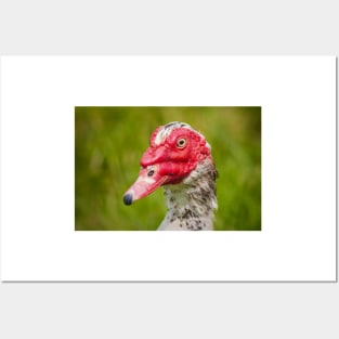 Muscovy Duck - 2011 Posters and Art